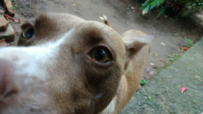 Cachorro ra a SRD idade 2 a 6 meses nome Projeto de gente