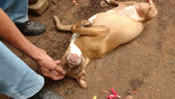 Cachorro ra a SRD idade 2 a 6 meses nome Projeto de gente