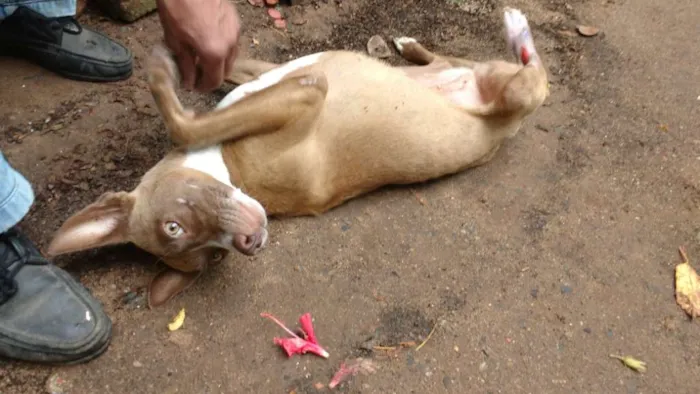Cachorro ra a SRD idade 2 a 6 meses nome Projeto de gente