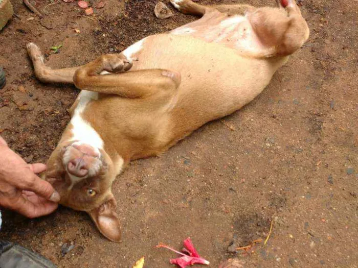 Cachorro ra a SRD idade 2 a 6 meses nome Projeto de gente
