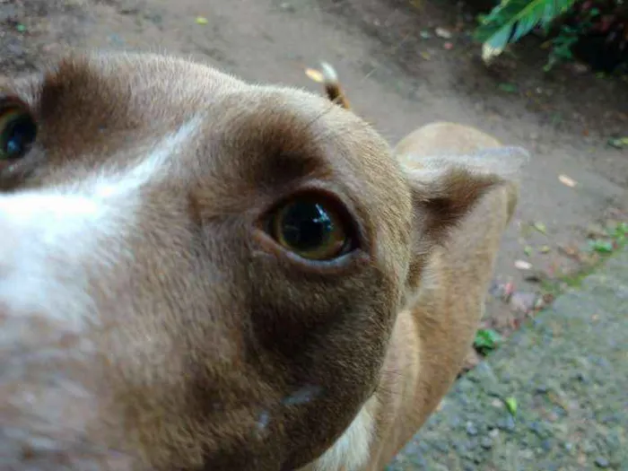 Cachorro ra a SRD idade 2 a 6 meses nome Projeto de gente