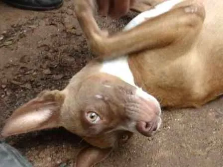 Cachorro ra a SRD idade 2 a 6 meses nome Projeto de gente