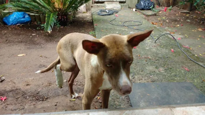 Cachorro ra a SRD idade 2 a 6 meses nome Projeto de gente