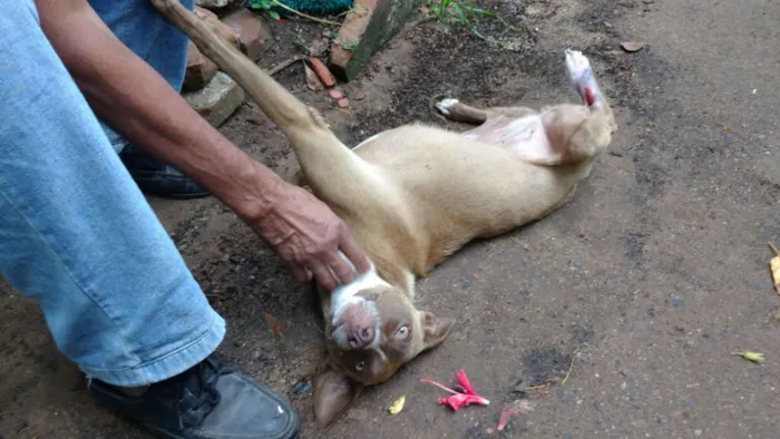 Cachorro ra a SRD idade 2 a 6 meses nome Projeto de gente