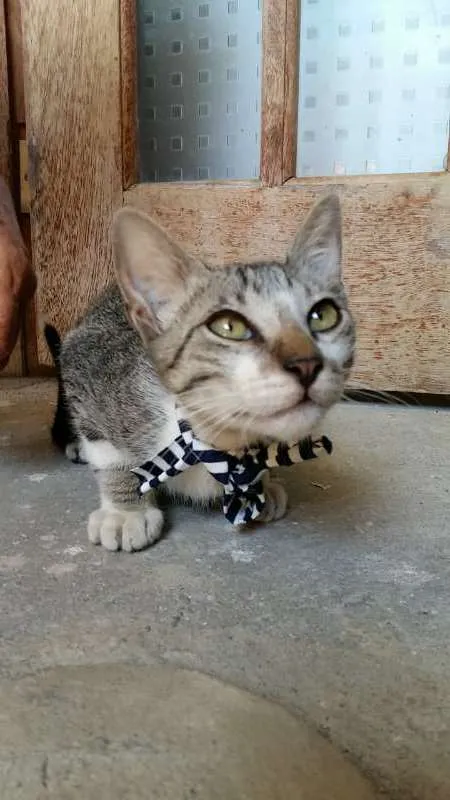 Gato raça  idade 2 a 6 meses nome Pantera, Godoy e Est