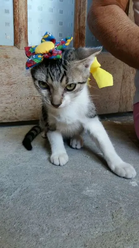 Gato raça  idade 2 a 6 meses nome Pantera, Godoy e Est
