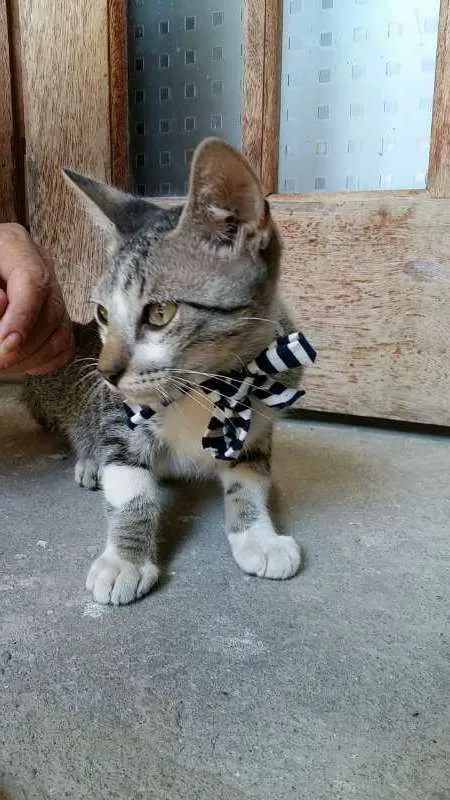 Gato raça  idade 2 a 6 meses nome Pantera, Godoy e Est