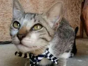 Gato raça  idade 2 a 6 meses nome Pantera, Godoy e Est