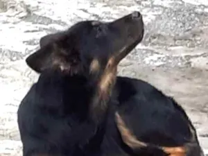 Cachorro raça SDR idade 1 ano nome desconhecido