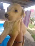 Ainda não possuem no