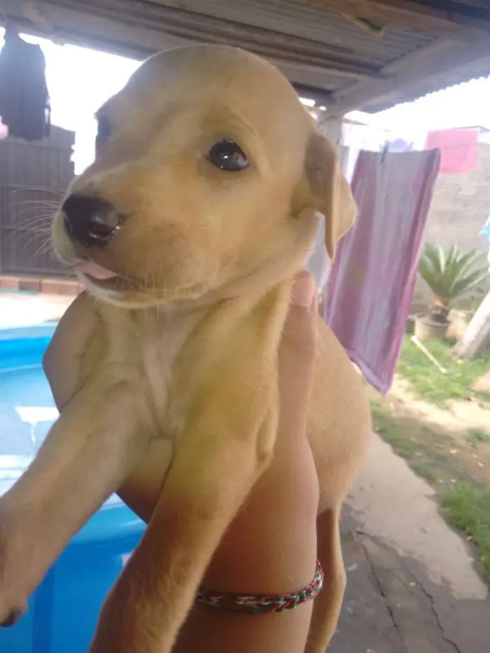Cachorro ra a Sem raça definida idade Abaixo de 2 meses nome Ainda não possuem no