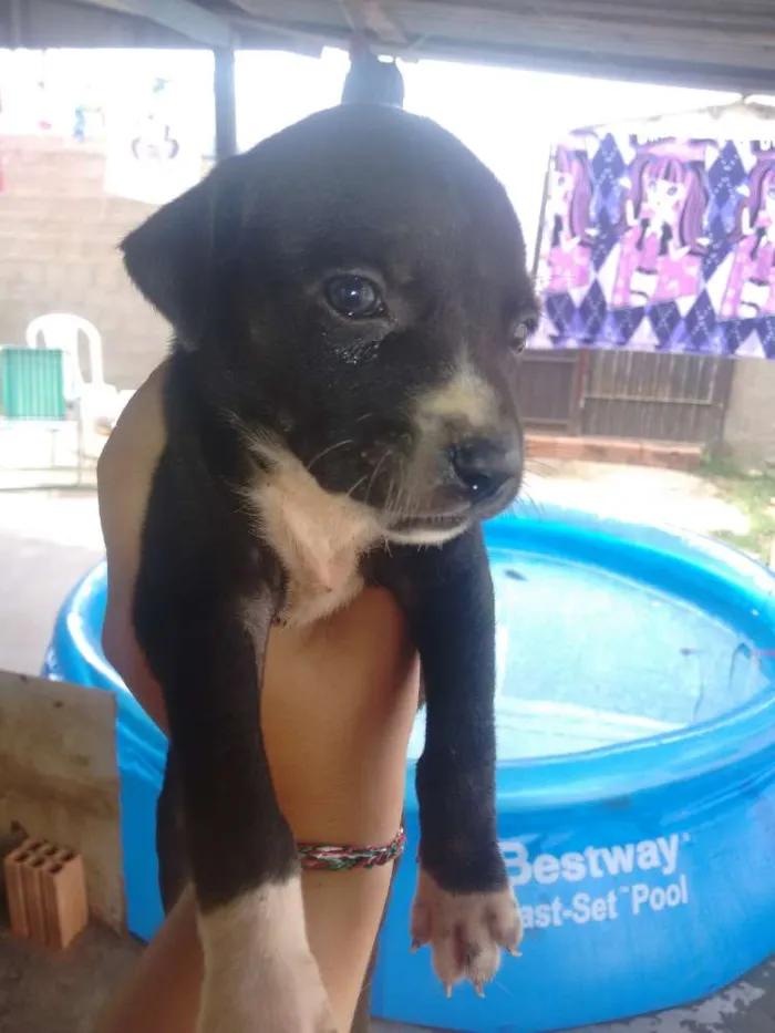 Cachorro ra a Sem raça definida idade Abaixo de 2 meses nome Ainda não possuem no