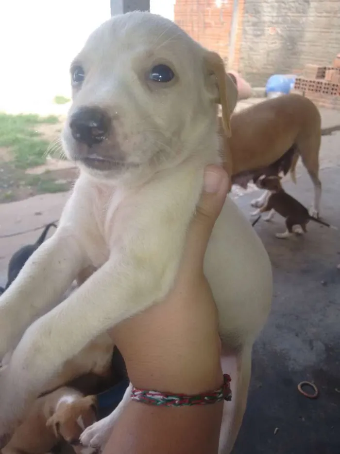 Cachorro ra a Sem raça definida idade Abaixo de 2 meses nome Ainda não possuem no