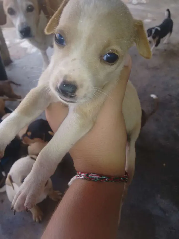 Cachorro ra a Sem raça definida idade Abaixo de 2 meses nome Ainda não possuem no