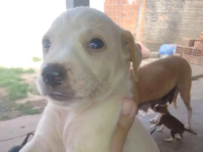 Cachorro ra a Sem raça definida idade Abaixo de 2 meses nome Ainda não possuem no