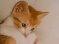 SN