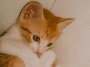 Gato raça SRD idade Abaixo de 2 meses nome SN