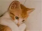 Gato raça SRD idade Abaixo de 2 meses nome SN