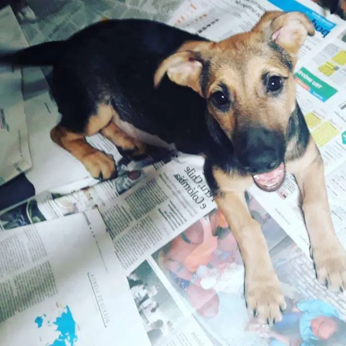 Cachorro raça SRD idade 2 a 6 meses nome Solange Tati