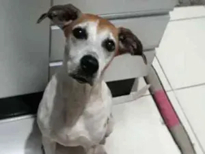 Cachorro raça Mestiça fila idade 5 anos nome Dara
