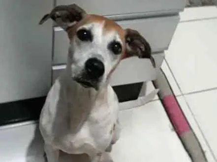 Cachorro ra a Mestiça fila idade 5 anos nome Dara