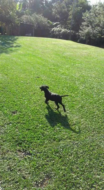 Cachorro ra a SRD idade 1 ano nome Duda