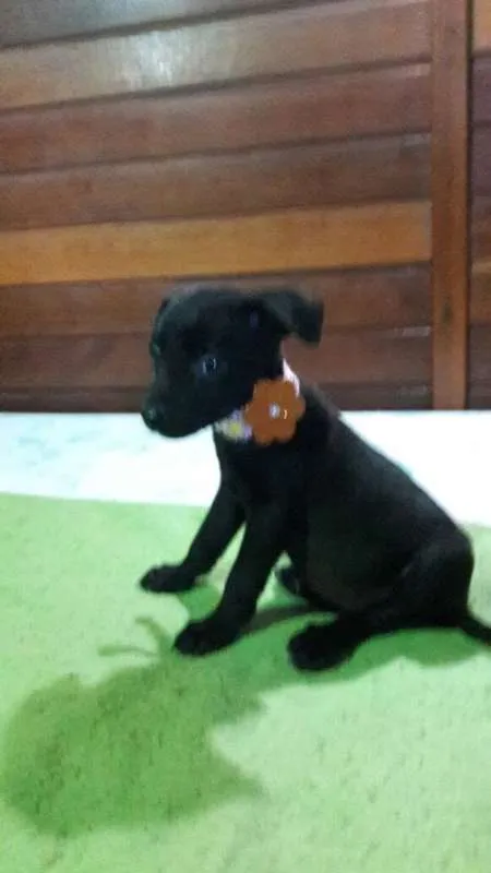 Cachorro ra a SRD idade 1 ano nome Duda