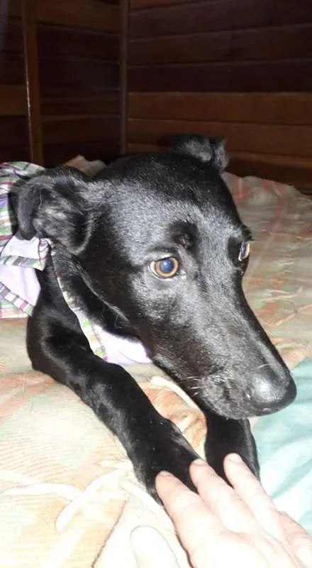 Cachorro ra a SRD idade 1 ano nome Duda