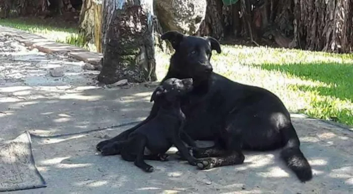 Cachorro ra a SRD idade 1 ano nome Duda