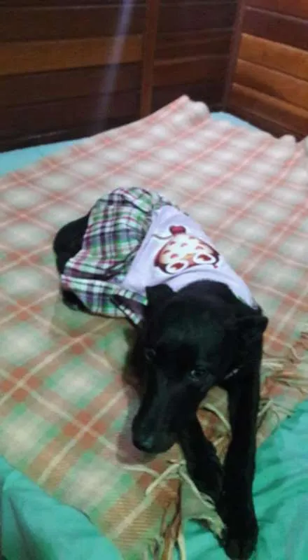 Cachorro ra a SRD idade 1 ano nome Duda