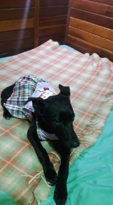 Cachorro ra a SRD idade 1 ano nome Duda