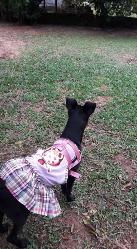 Cachorro ra a SRD idade 1 ano nome Duda