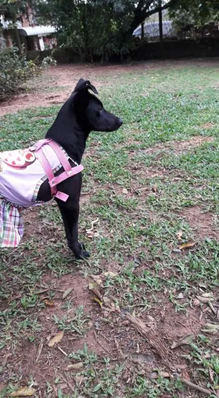 Cachorro ra a SRD idade 1 ano nome Duda