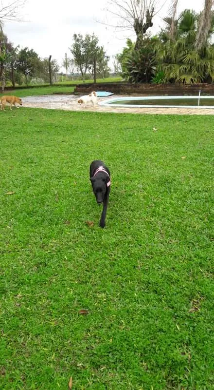 Cachorro ra a SRD idade 1 ano nome Duda