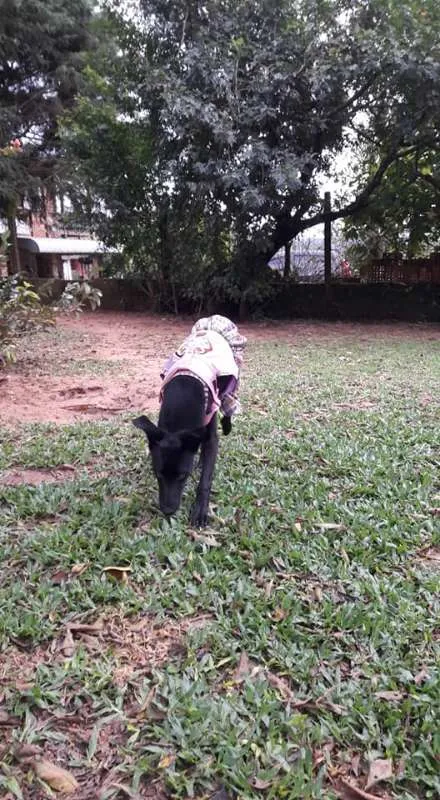 Cachorro ra a SRD idade 1 ano nome Duda