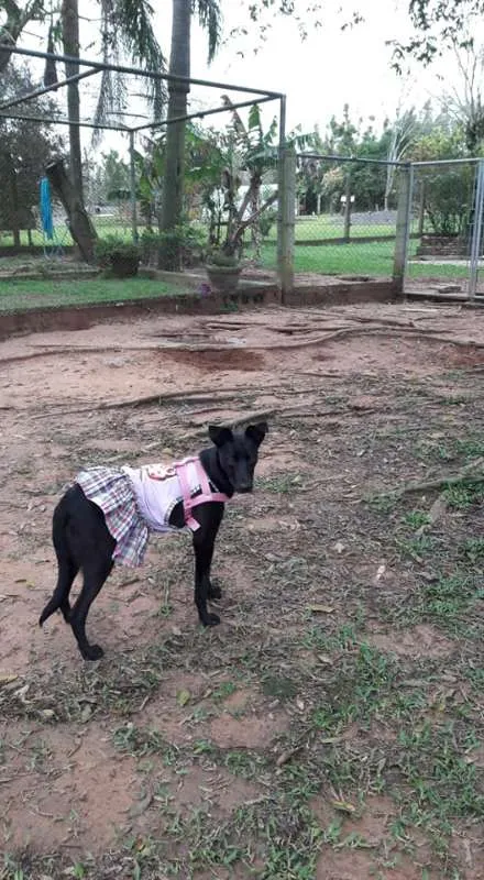 Cachorro ra a SRD idade 1 ano nome Duda