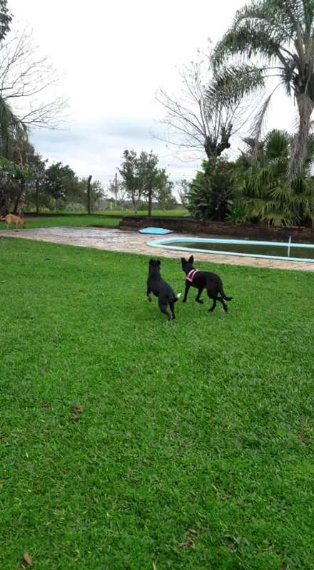 Cachorro ra a SRD idade 1 ano nome Duda