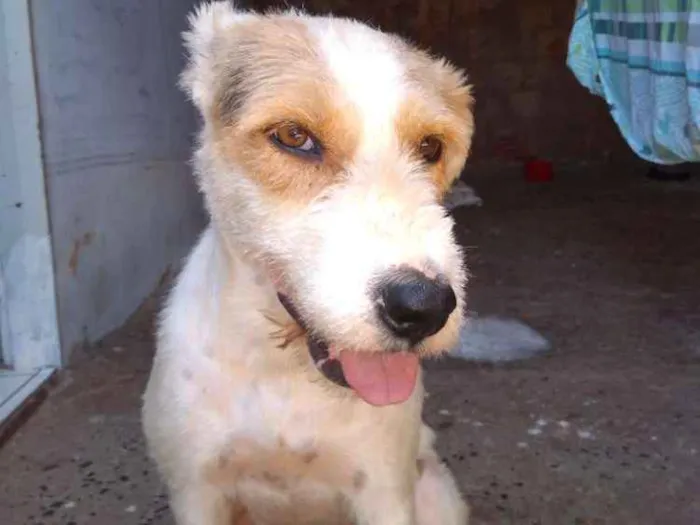 Cachorro ra a Não sei a raça idade 3 anos nome Atena