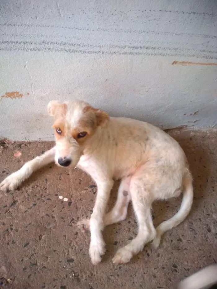 Cachorro ra a Não sei a raça idade 3 anos nome Atena