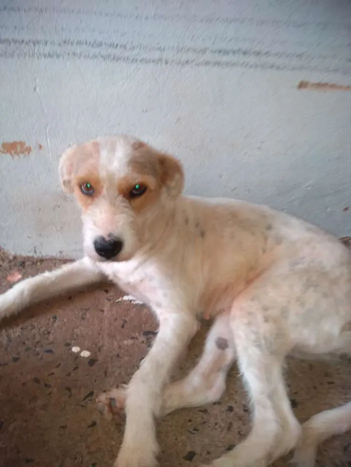 Cachorro ra a Não sei a raça idade 3 anos nome Atena