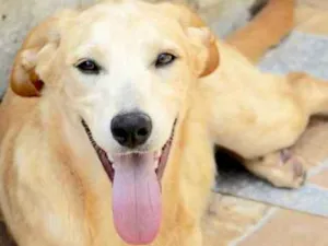 Cachorro raça  idade 1 ano nome Freddy Filhote