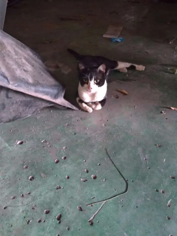 Gato ra a Brasileiro idade 2 anos nome Téo