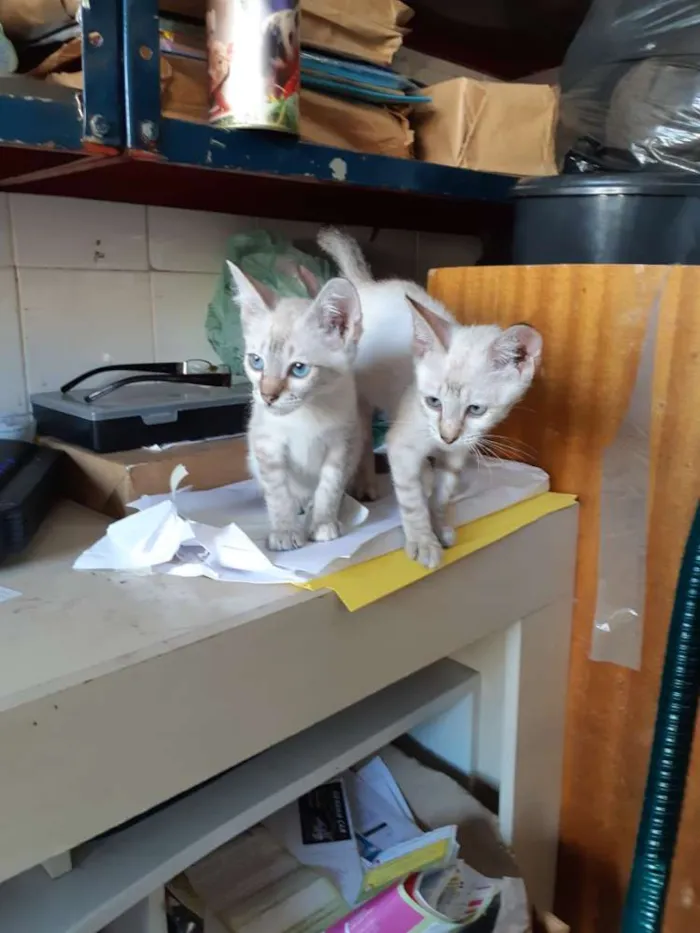 Gatinhos abandonados