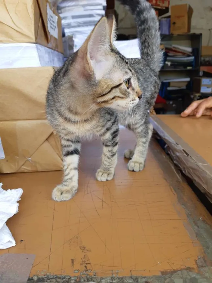 Gato raça Sem raça definida idade 2 a 6 meses nome Gatinhos abandonados