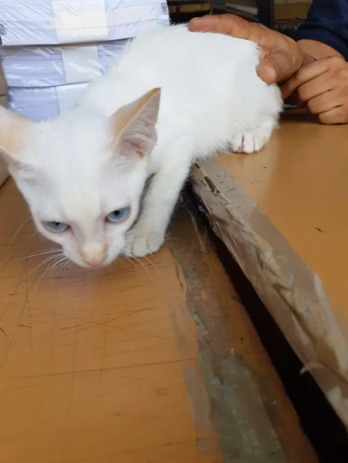 Gato raça Sem raça definida idade 2 a 6 meses nome Gatinhos abandonados