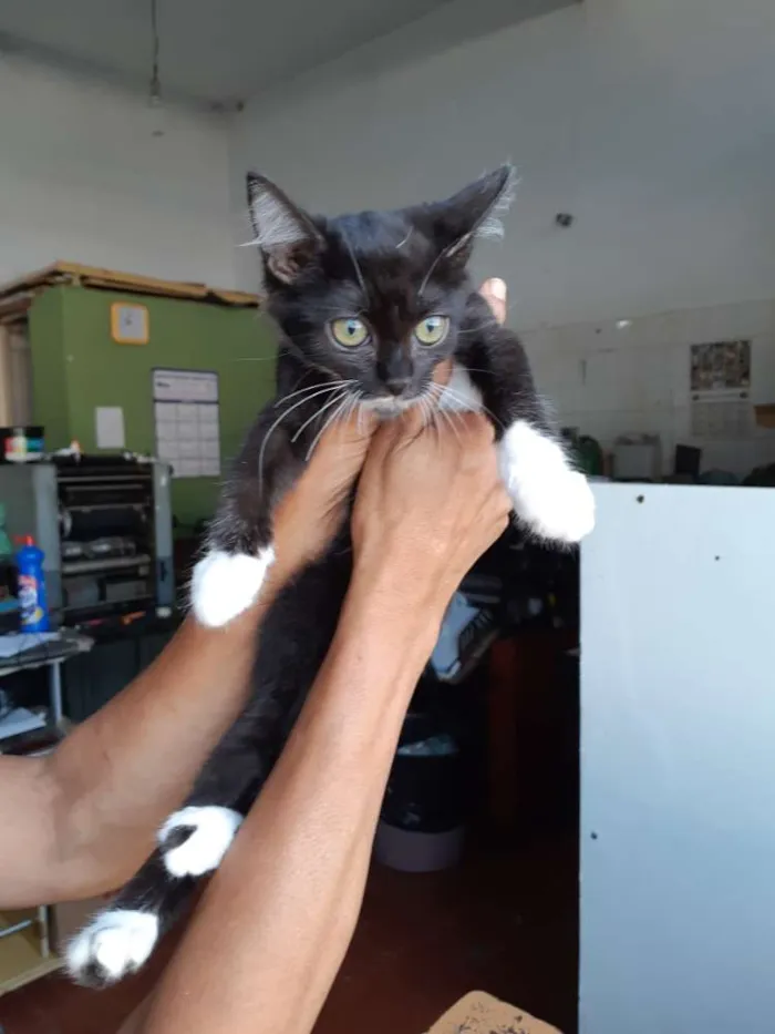 Gato raça Sem raça definida idade 2 a 6 meses nome Gatinhos abandonados
