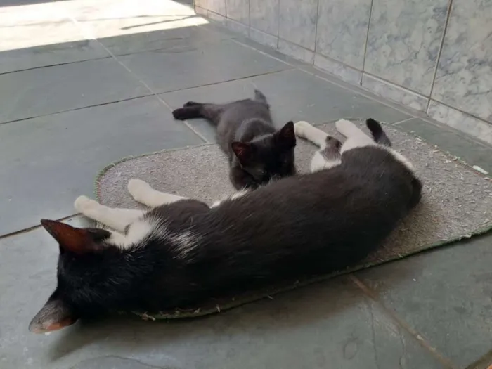 Gato ra a indefinida idade 2 a 6 meses nome Pantera