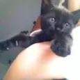 Pantera
