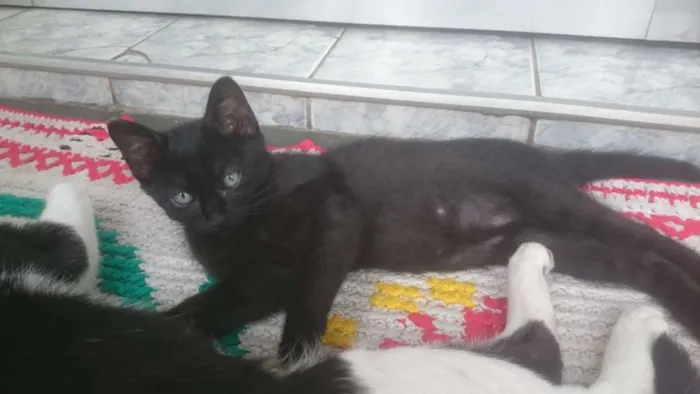 Gato ra a indefinida idade 2 a 6 meses nome Pantera
