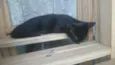 Pantera